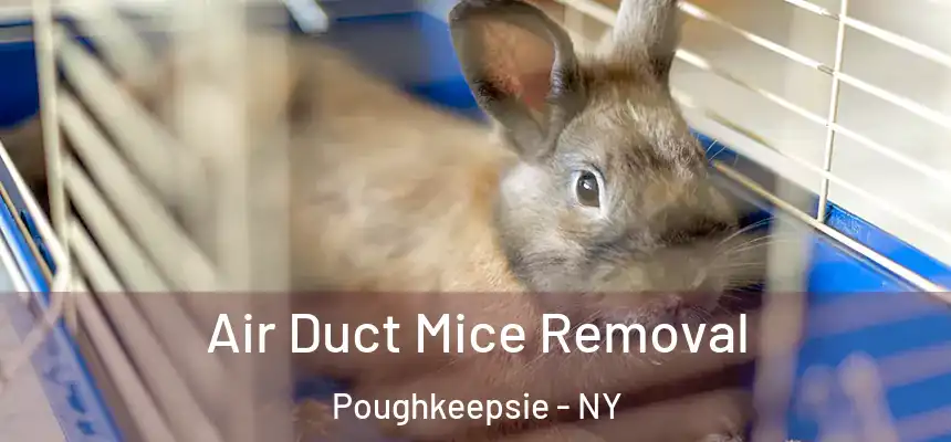  Air Duct Mice Removal Poughkeepsie - NY